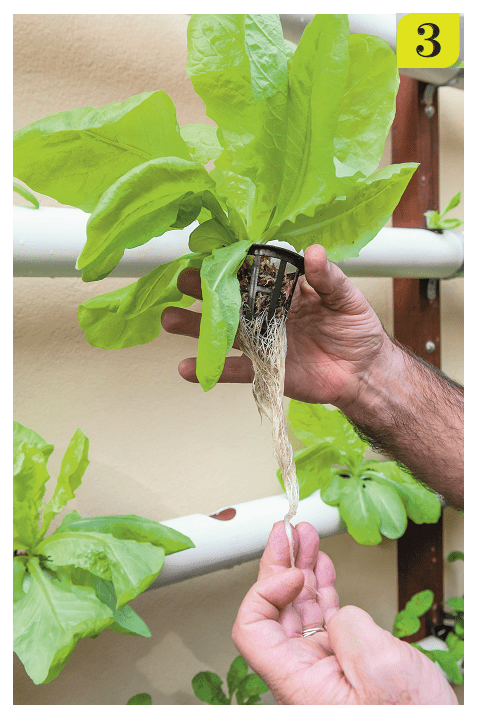 Com canos de PVC, um bom reservatório, motor de aquário, mangueira, sementinhas e o mínimo de habilidade, é possível montar um sistema como este e colher vegetais sem agrotóxicos em seu próprio quintal!