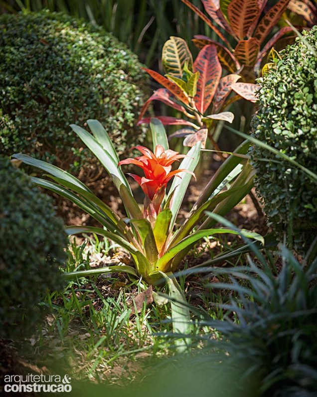 A bromélia ornamental (Guzmania s.p.) plantada pelos proprietários faz parceria com o vermelho do cróton (Codiaeum variegatum) entre dois buxinhos (Buxus sempervirens) podados em forma redonda.