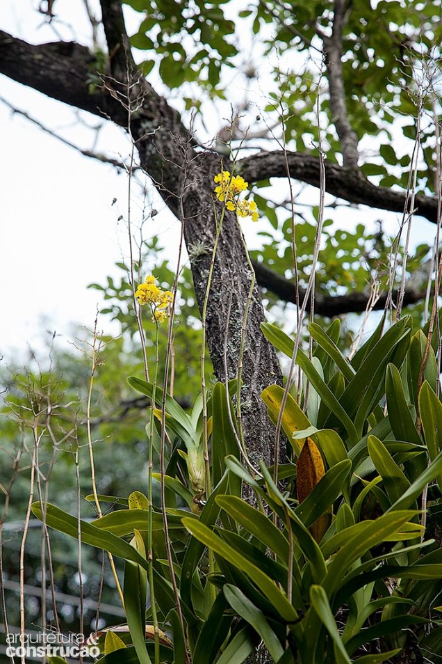 Pelo porte atual, o paisagista Ricardo Cardim calcula que a orquídea chuva-de-ouro acompanha este ipê há cerca de 30 anos.