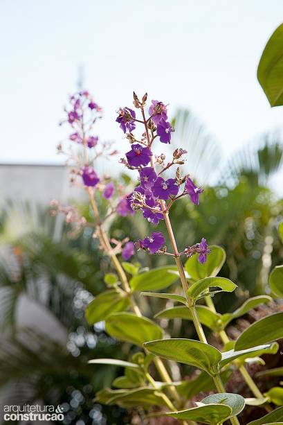 Em plena florada, a orelha-de-onça exibe seus dotes. O nome curioso remete ao formato e à textura das folhas, que parecem peludas.