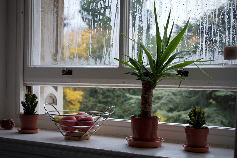 Vasos de planta em frente a janela úmida.