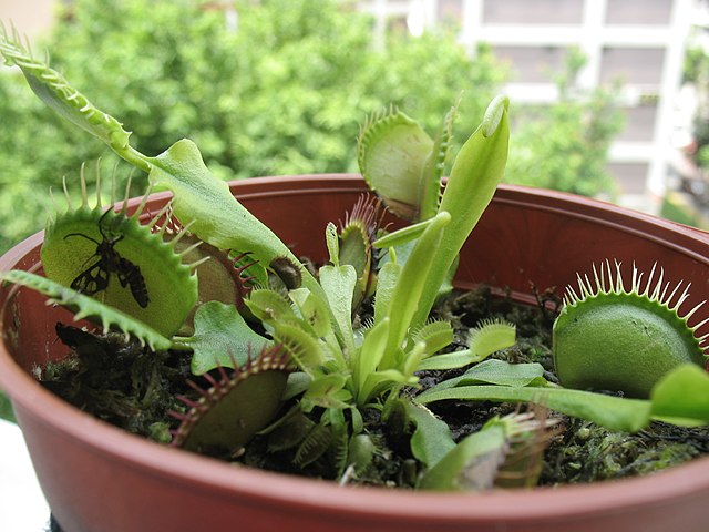 Plantascarnivoras