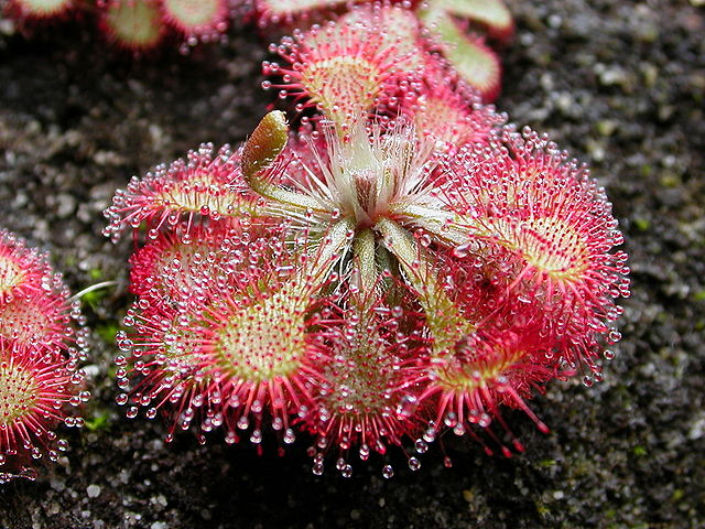 Planta carnívora. Drosera.