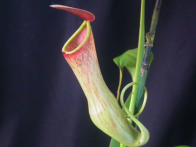 Planta carnívora. Nepenthes.