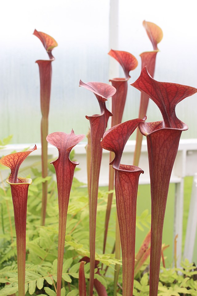 Planta carnívora. Sarracenia