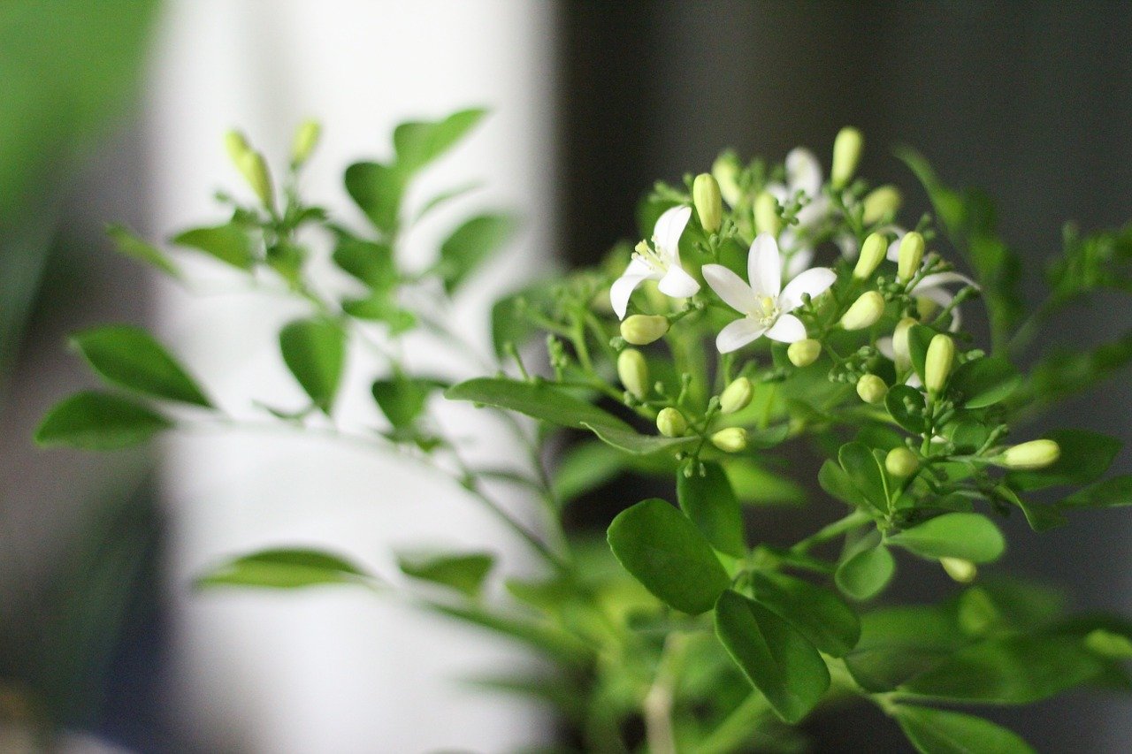 plantas-energia-positiva-orange-jasmine-정미 조 -pixabay