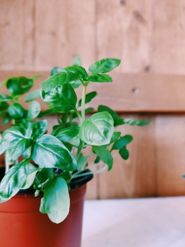 10 plantas que trazem energia positiva para a casa