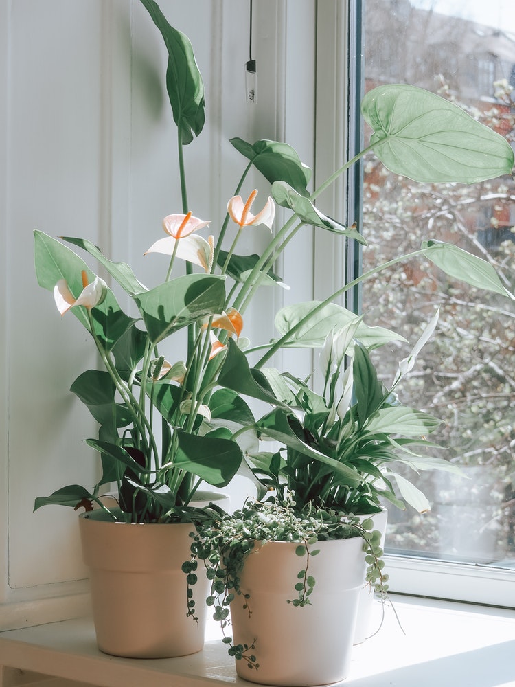 10 plantas que trazem energia positiva para a casa