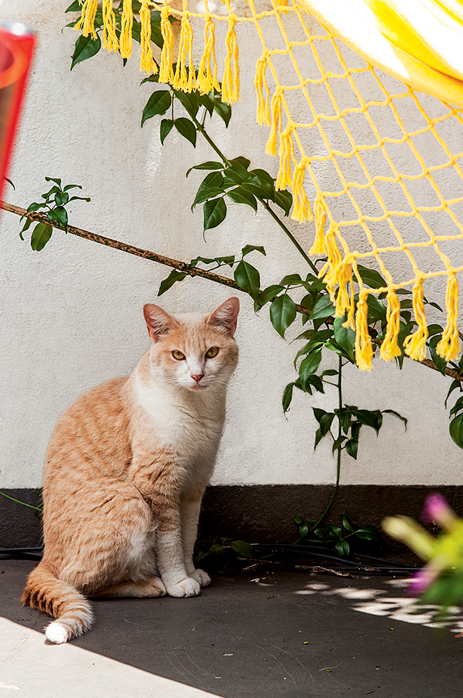 quintal-com-toque-rústico-provençal-gato