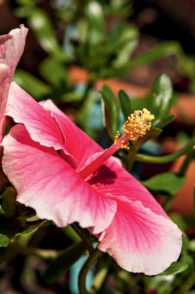 quintal-com-toque-rústico-provençal-hibisco