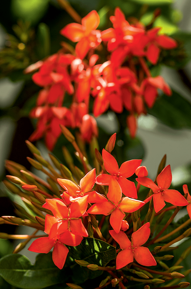 quintal-com-toque-rústico-provençal-ixora