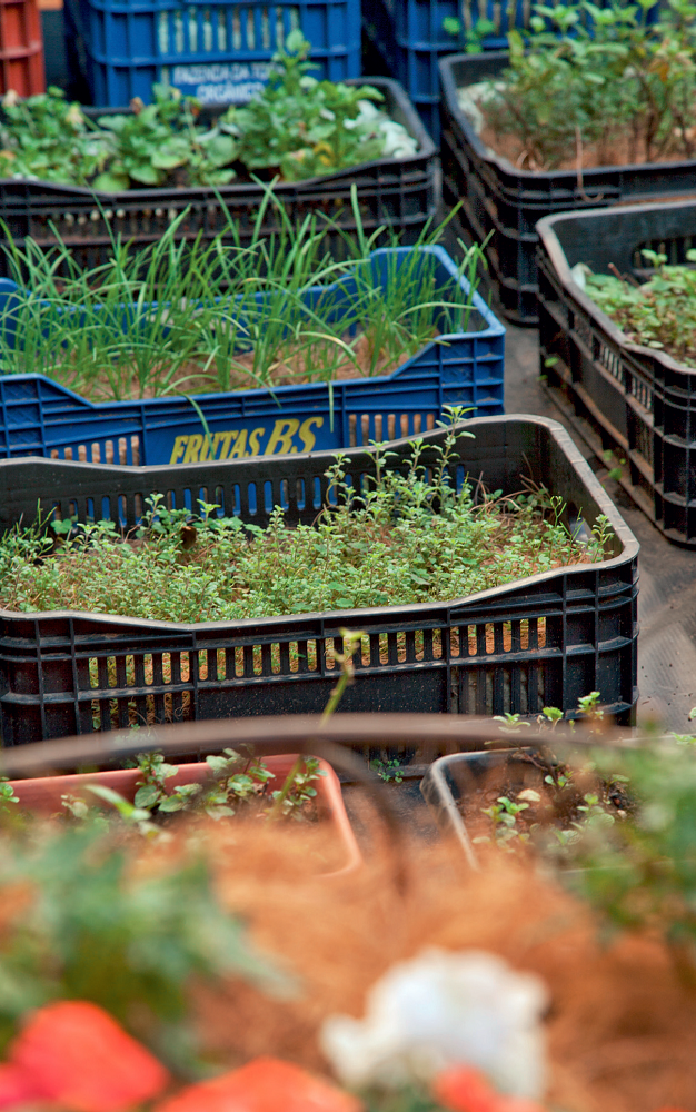 Sustentabilidade horta orgânica cultivada em caixotes e panelas caixotes