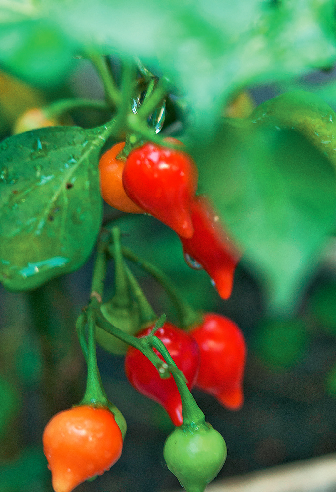 Sustentabilidade horta orgânica cultivada em caixotes e panelas pimenta biquinho