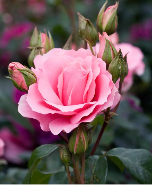 Rosas: as rosas são as flores de verão favoritas de muitos jardineiros, trazendo um belo perfume e uma sensação de romance a qualquer canteiro de flores ou borda. As pétalas têm um sabor floral delicado e maravilhoso, o que as torna perfeitas para adicionar a guloseimas doces.