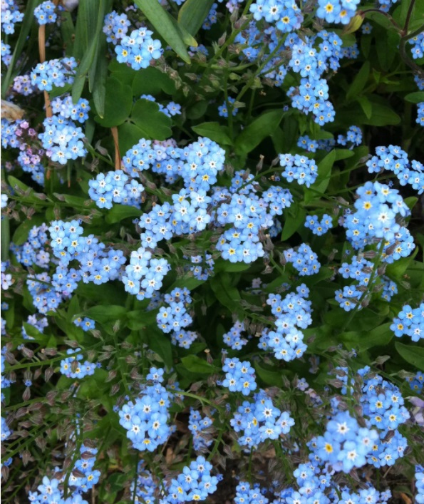 Miosótis: além de proporcionar uma excelente cobertura do solo, as pequeninas flores azuis ou rosa são a decoração mais bonita para um bolo de aniversário e um enfeite lindo para um cordial. Elas têm um sabor ligeiramente doce e devem ser consumidas rapidamente. Miosótis: além de proporcionar uma excelente cobertura do solo, as pequeninas flores azuis ou rosa são a decoração mais bonita para um bolo de aniversário e um enfeite lindo para um cordial. Elas têm um sabor ligeiramente doce e devem ser consumidas rapidamente.