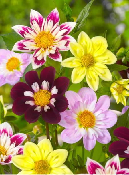 Dália: as dálias são famosas por sua beleza como uma flor cortada em tons de carmim, caramelo, rosa e laranja, mas menos conhecidas como uma que você pode comer. No entanto, as pétalas da dália são deliciosas picadas em saladas, onde irão adicionar um sabor picante-ácido sutil. Ou podem ser usados decorativamente para espalhar por cima de um bolo caseiro. Dália: as dálias são famosas por sua beleza como uma flor cortada em tons de carmim, caramelo, rosa e laranja, mas menos conhecidas como uma que você pode comer. No entanto, as pétalas da dália são deliciosas picadas em saladas, onde irão adicionar um sabor picante-ácido sutil. Ou podem ser usados decorativamente para espalhar por cima de um bolo caseiro.