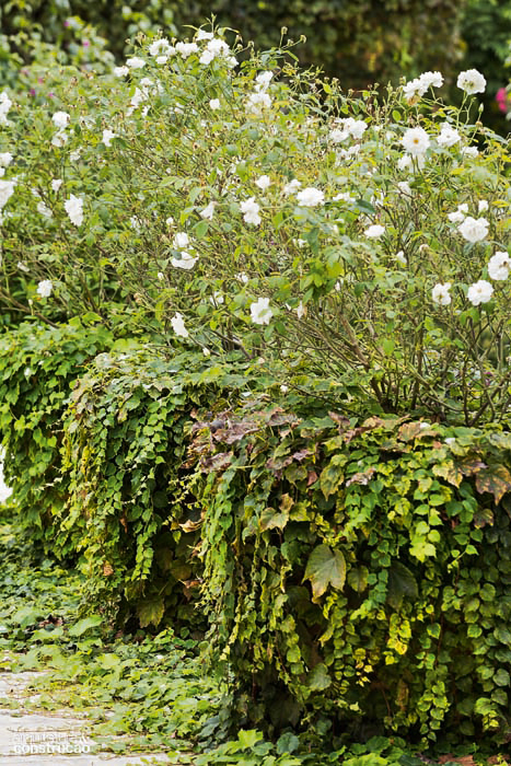Jardim Toscano