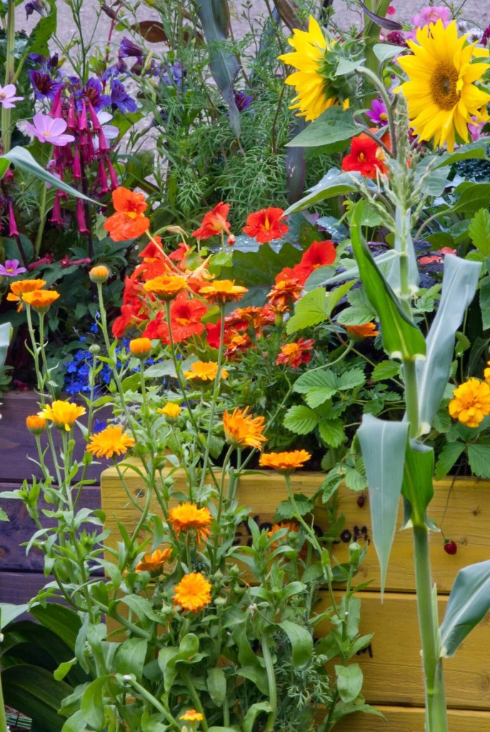 13-ideias-para-criar-um-jardim-sensorial-casacombr-gardeningetc-16
