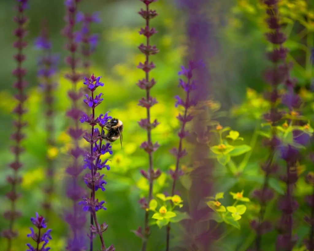 13-ideias-para-criar-um-jardim-sensorial-casacombr-gardeningetc-6