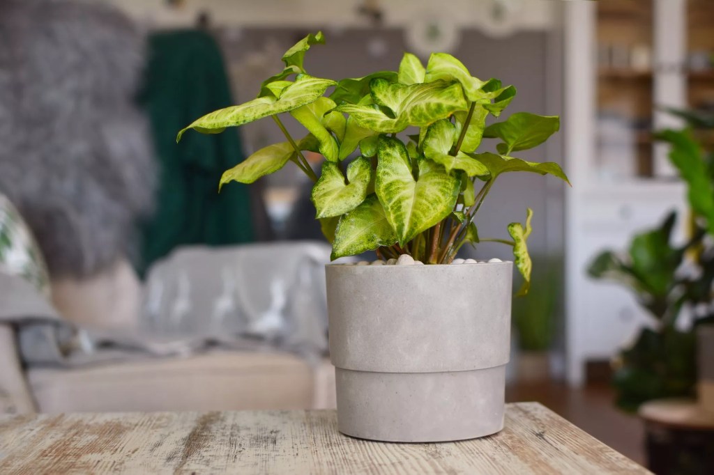 16-plantas-pendentes-casa.com-the-spruce-13-firn-getty-images