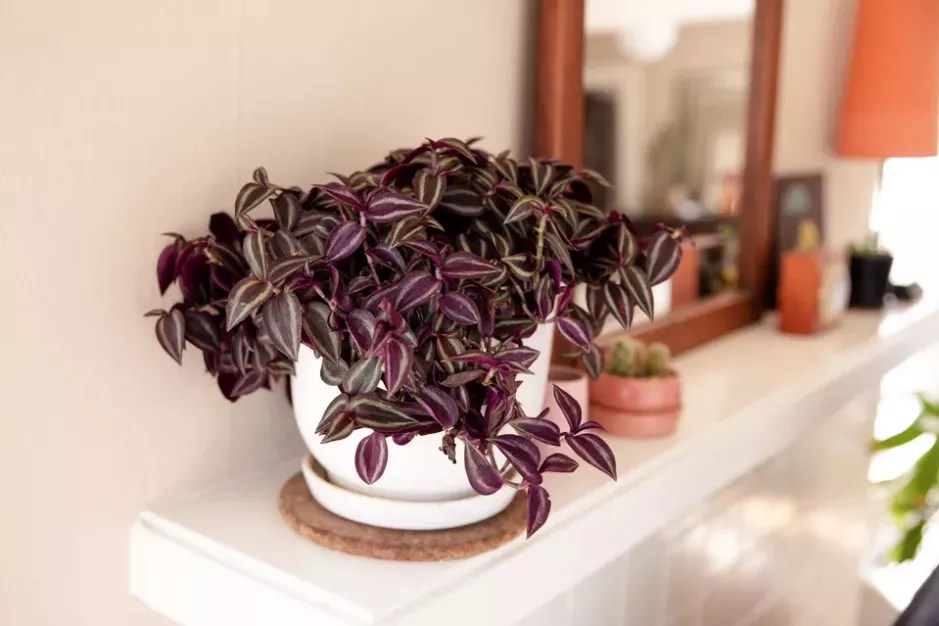 16-plantas-pendentes-casa.com-the-spruce-14-krystal-slagle