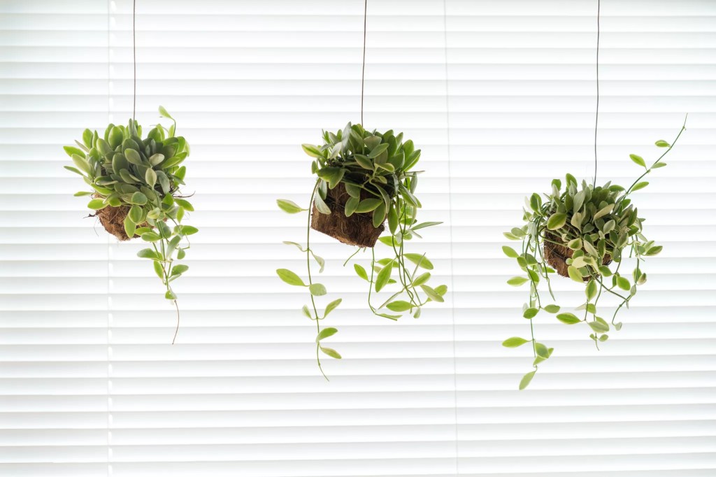 16-plantas-pendentes-casa.com-the-spruce-15-pojcheewin-getty-images