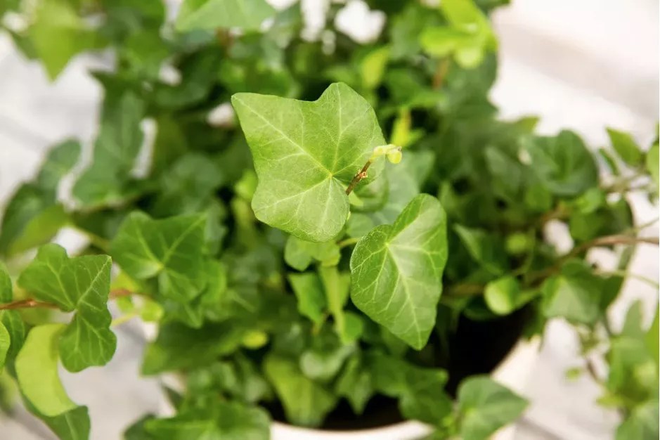 16-plantas-pendentes-casa.com-the-spruce-16-phoebe-cheong