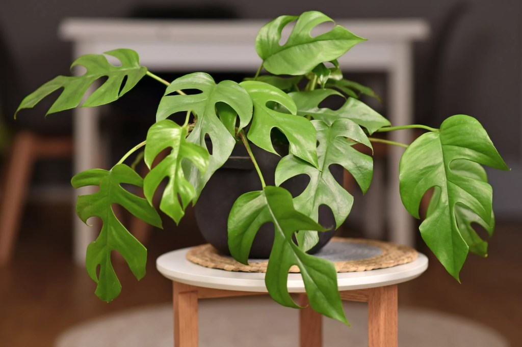 16 plantas pendentes que vão deixar sua casa como uma floresta | CASA.COM.BR