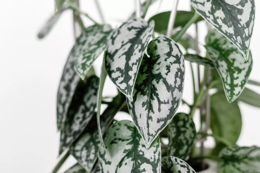 16-plantas-pendentes-casa.com-the-spruce-4-see-d-jan-getty-images