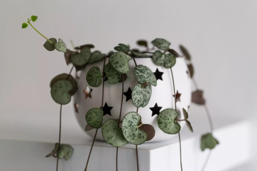 16-plantas-pendentes-casa.com-the-spruce-8-lana__M-getty-images