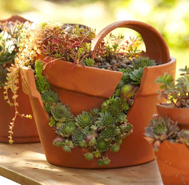 30 ideias incríveis de jardins com suculentas