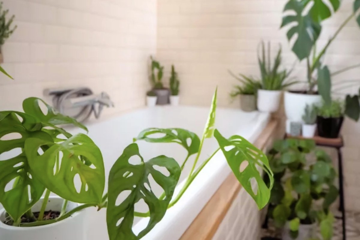 8 plantas que se dão bem em locais úmidos, como o banheiro | CASA.COM.BR