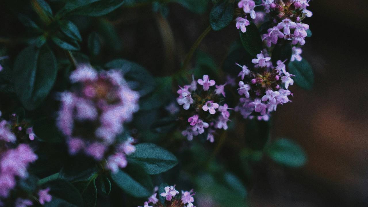 9 plantinhas pequenitas para quem quer fofura