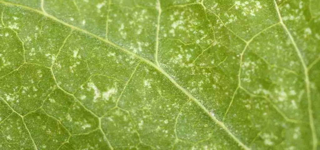 Como-cultivar-filodendro-rosa-06