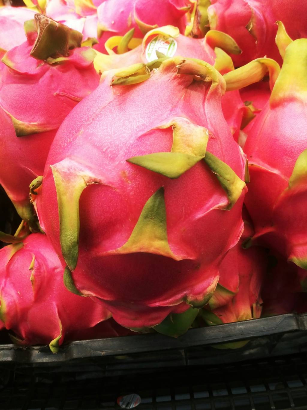 Como-cultivar-um-cacto-de-pitaya-em-casa-01 Como cultivar um cacto de pitaya em casa