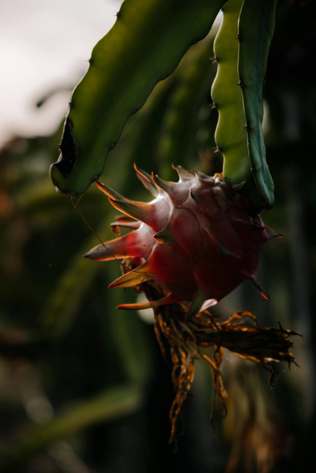 Como-cultivar-um-cacto-de-pitaya-em-casa-02 Como cultivar um cacto de pitaya em casa