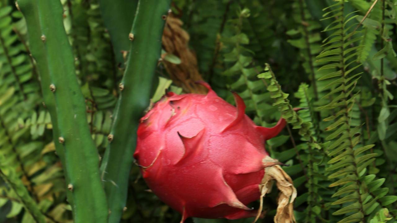 Como cultivar um cacto de pitaya em casa