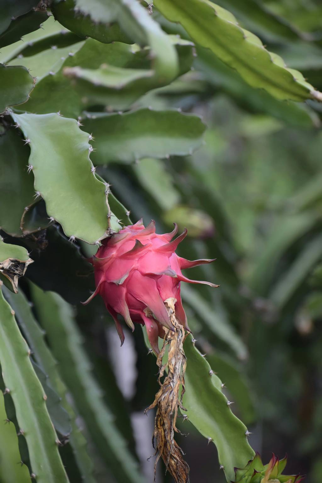 Como-cultivar-um-cacto-de-pitaya-em-casa-04 Como cultivar um cacto de pitaya em casa
