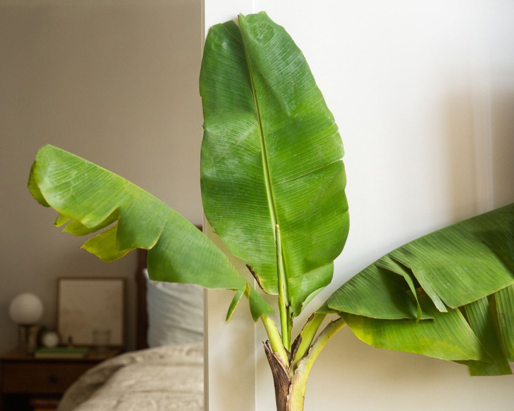 Como-ter-uma-bananeira-em-casa-02