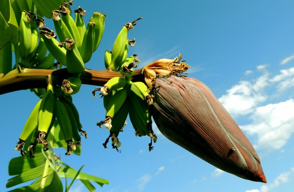 Como-ter-uma-bananeira-em-casa-04