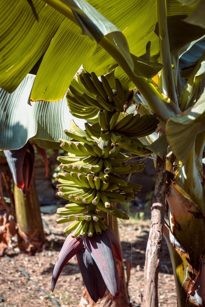 Como-ter-uma-bananeira-em-casa-05