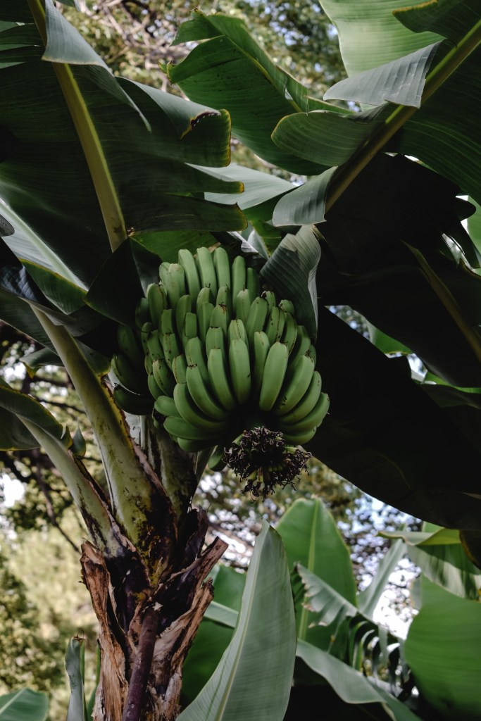 Como-ter-uma-bananeira-em-casa-06