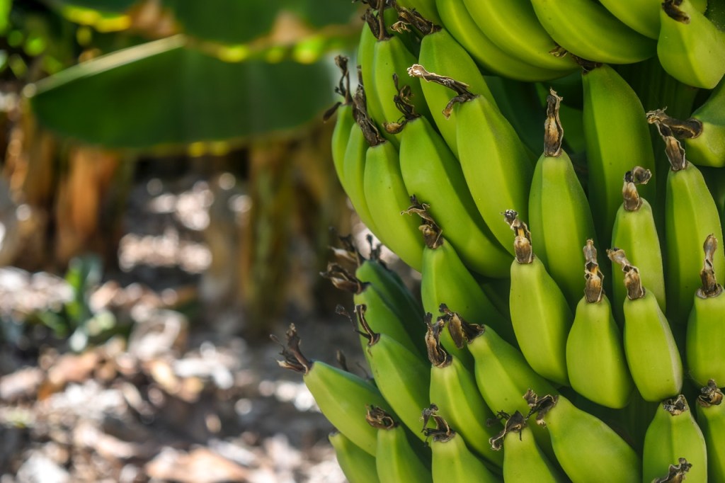 Como-ter-uma-bananeira-em-casa-10