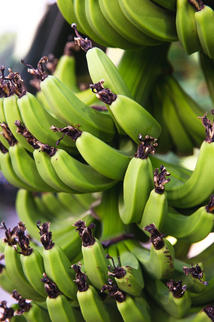 Como-ter-uma-bananeira-em-casa-11