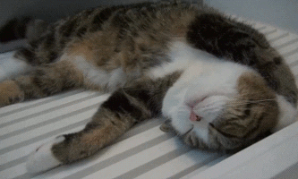 Gif mostrando gato dormindo