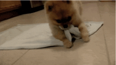 Gif de cachorro se enrolando em cobertor