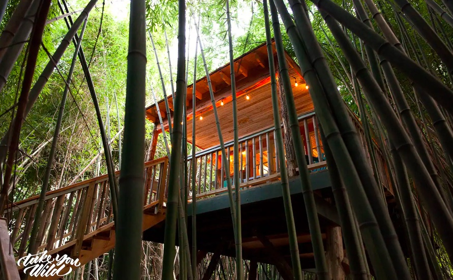 Série “Aluga-se um Paraíso”: casas na árvore para desfrutar a natureza