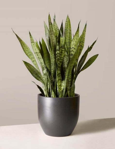 Sansevieria guineensis - Espada de São Jorge