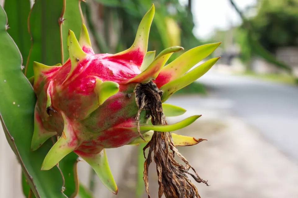 como-cultivar-pitaya-em-casa-casa.com-1-the-spruce-getty-images