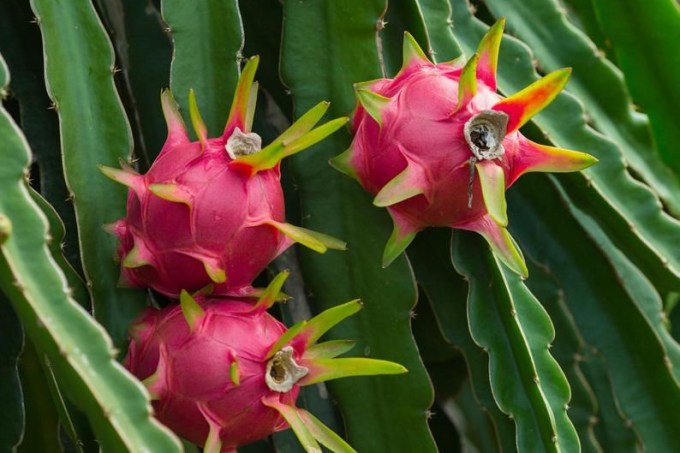 Como cultivar um cacto de pitaya em casa | CASA.COM.BR